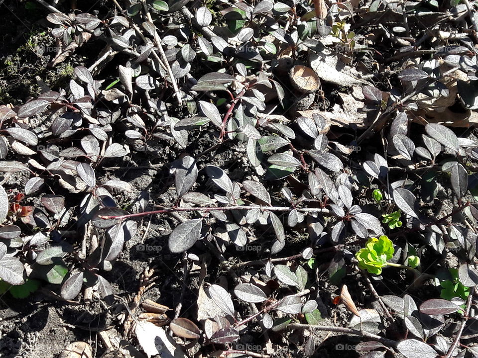 park spring time sun sunny colors colorful nature wild plants flowers amazing stunning cool nice weather hot lovely sky forest grass view splendid