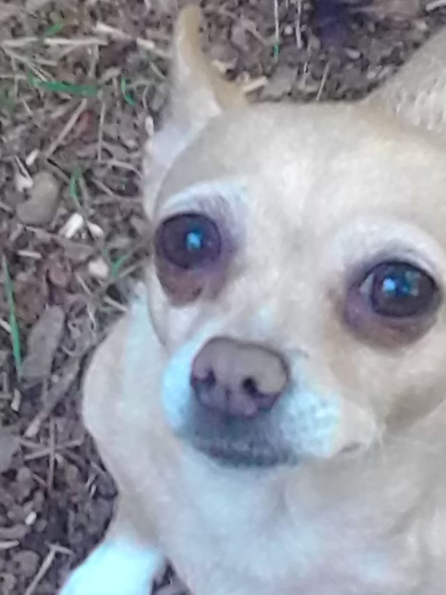 Gily