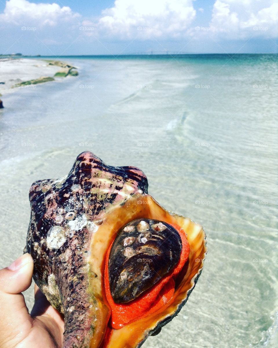 Conch shell...