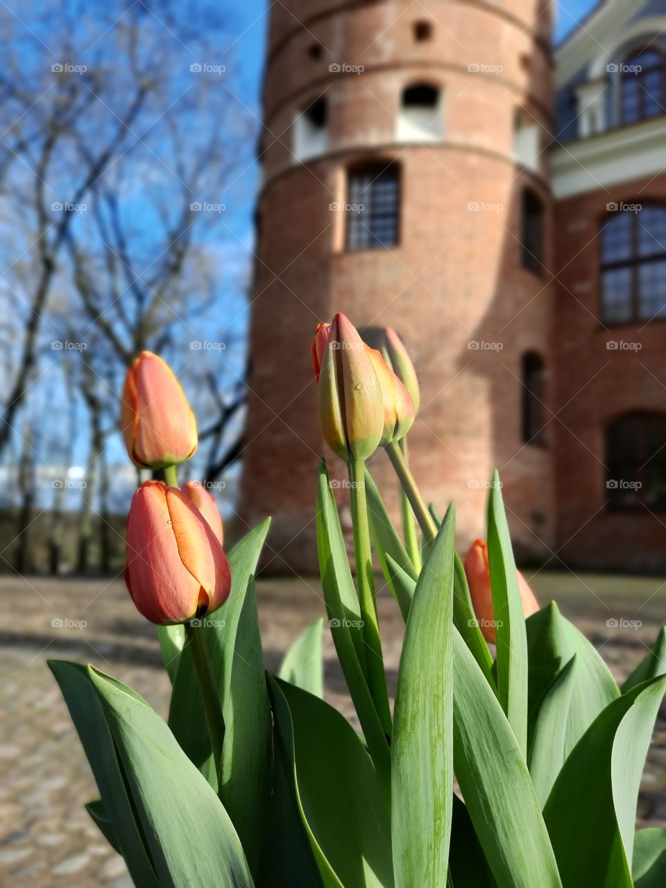 flowers