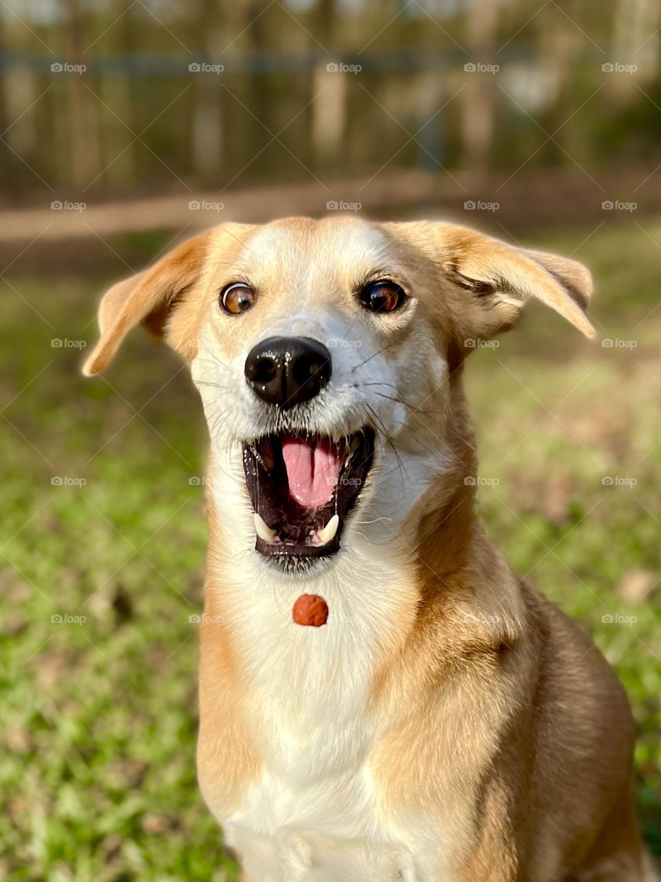 Close up of Macy the dog excited to catch a treat in midair - happiest dog face ever