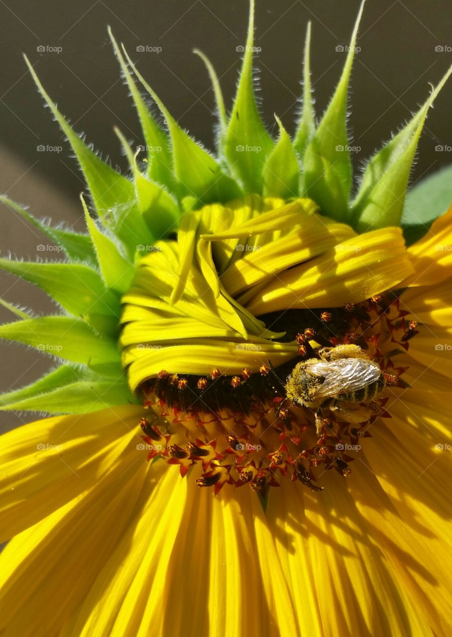 Pollen Laden Bumblebee on Half Open Sunflower