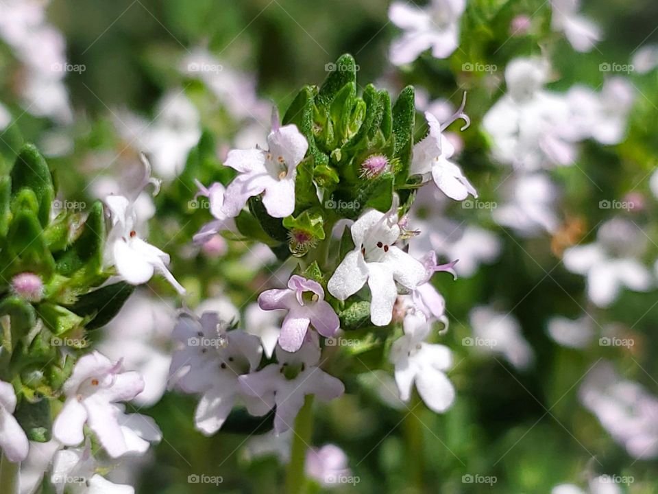 Spring thyme!