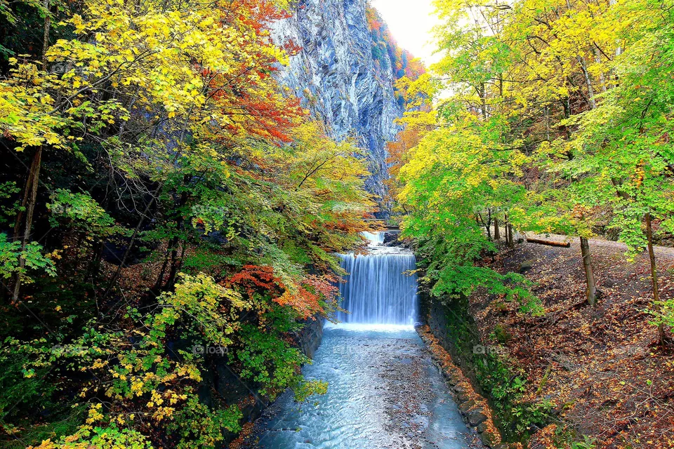 Wald am Fluss