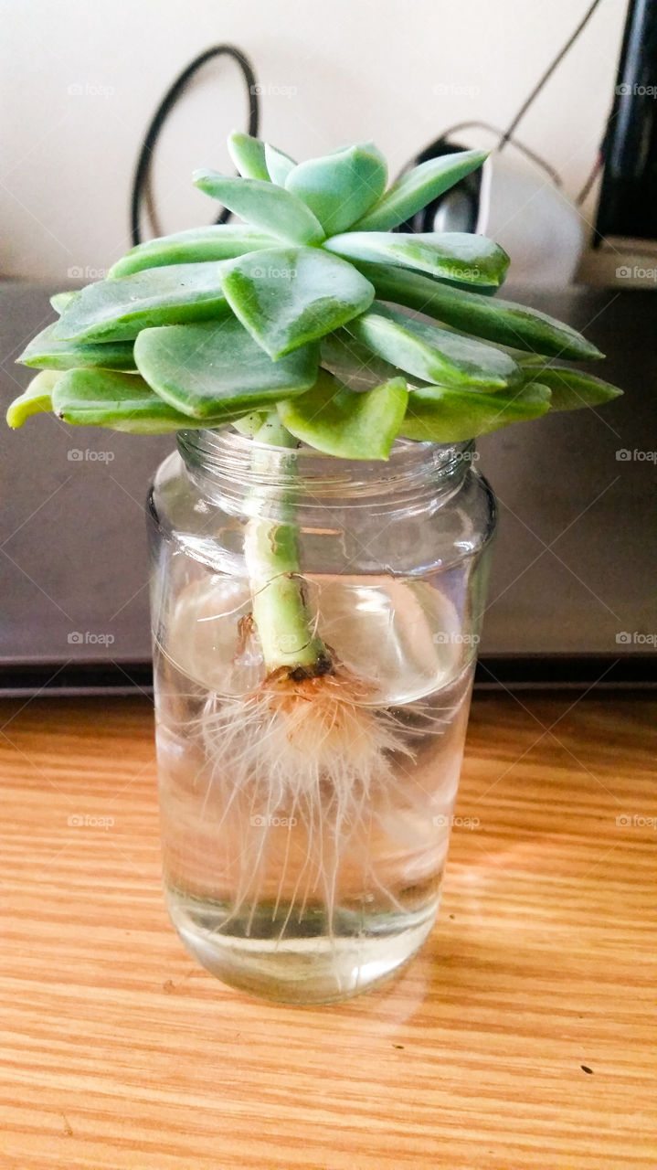 suculent growing in only water on table