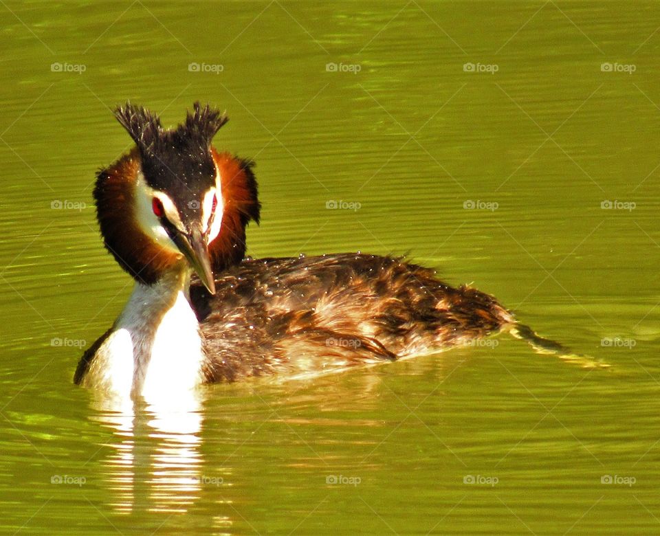 Grebe