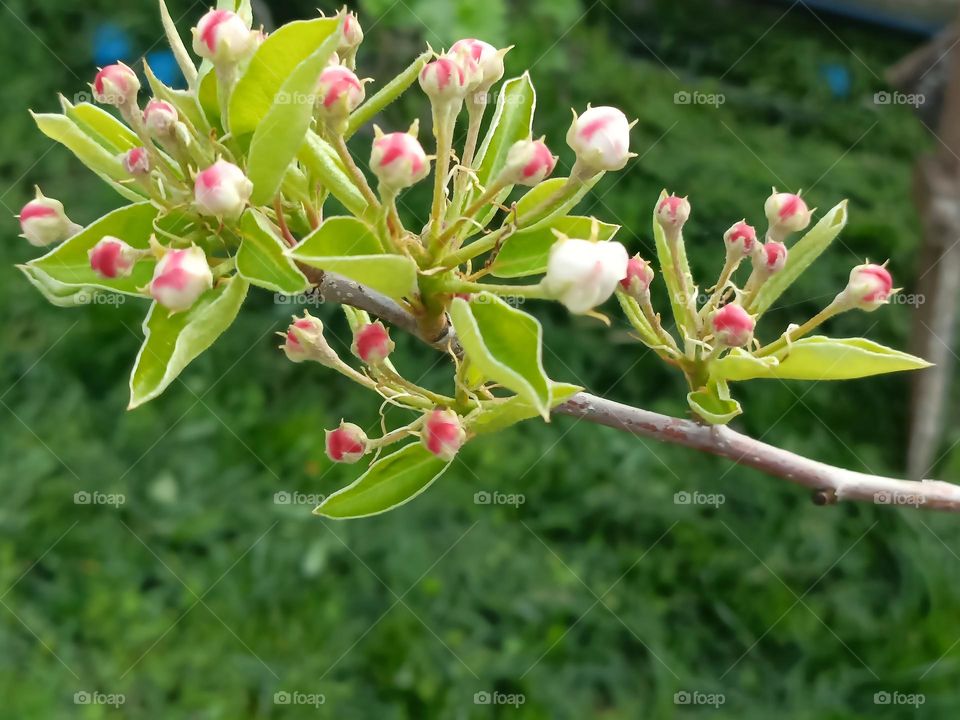 pear blossoms