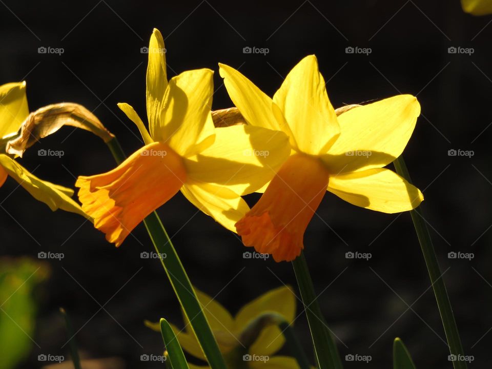 daffodils in sunlight