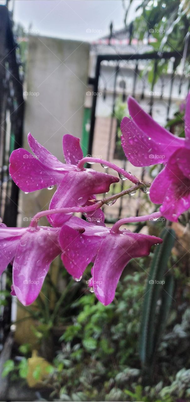 wet and fresh purple orchids splashed by rain

￼