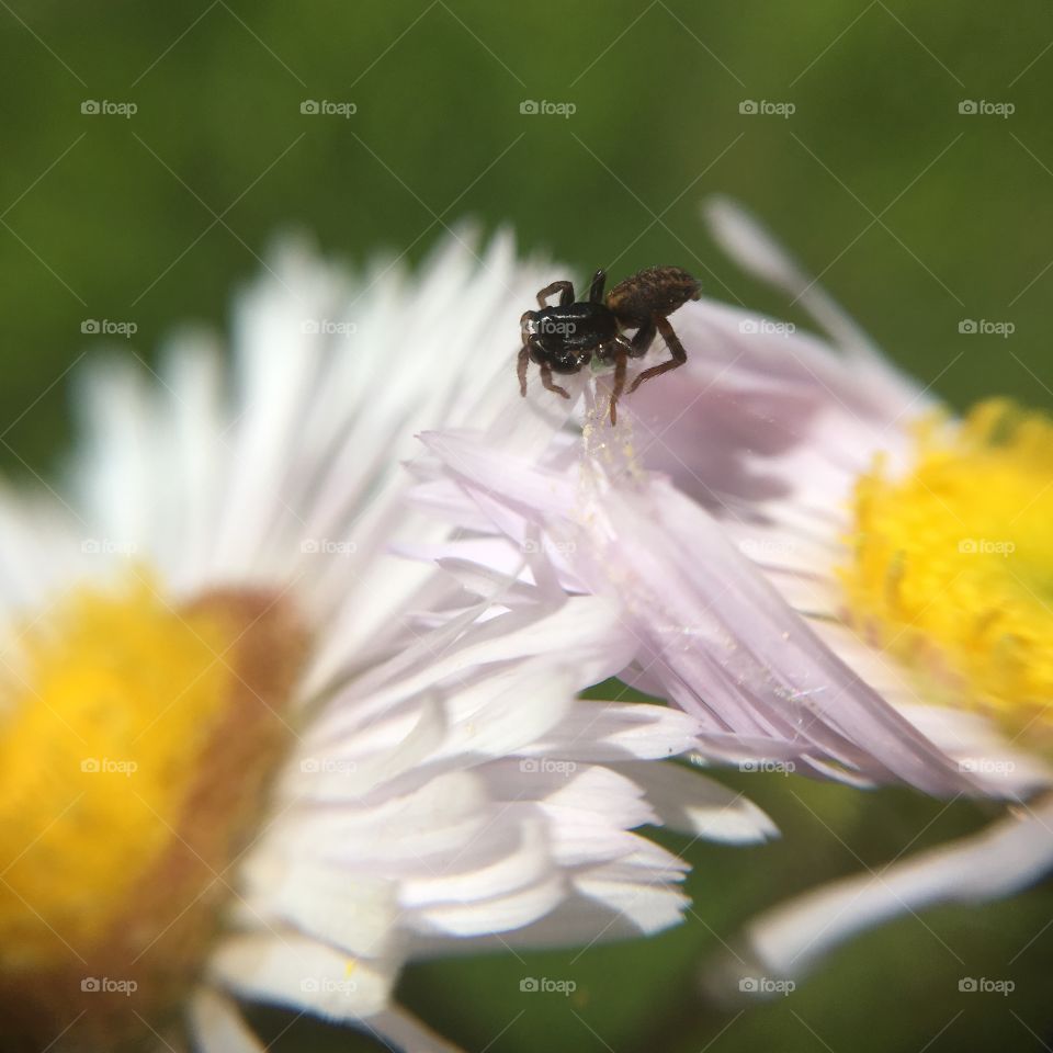 Spider on flowers 