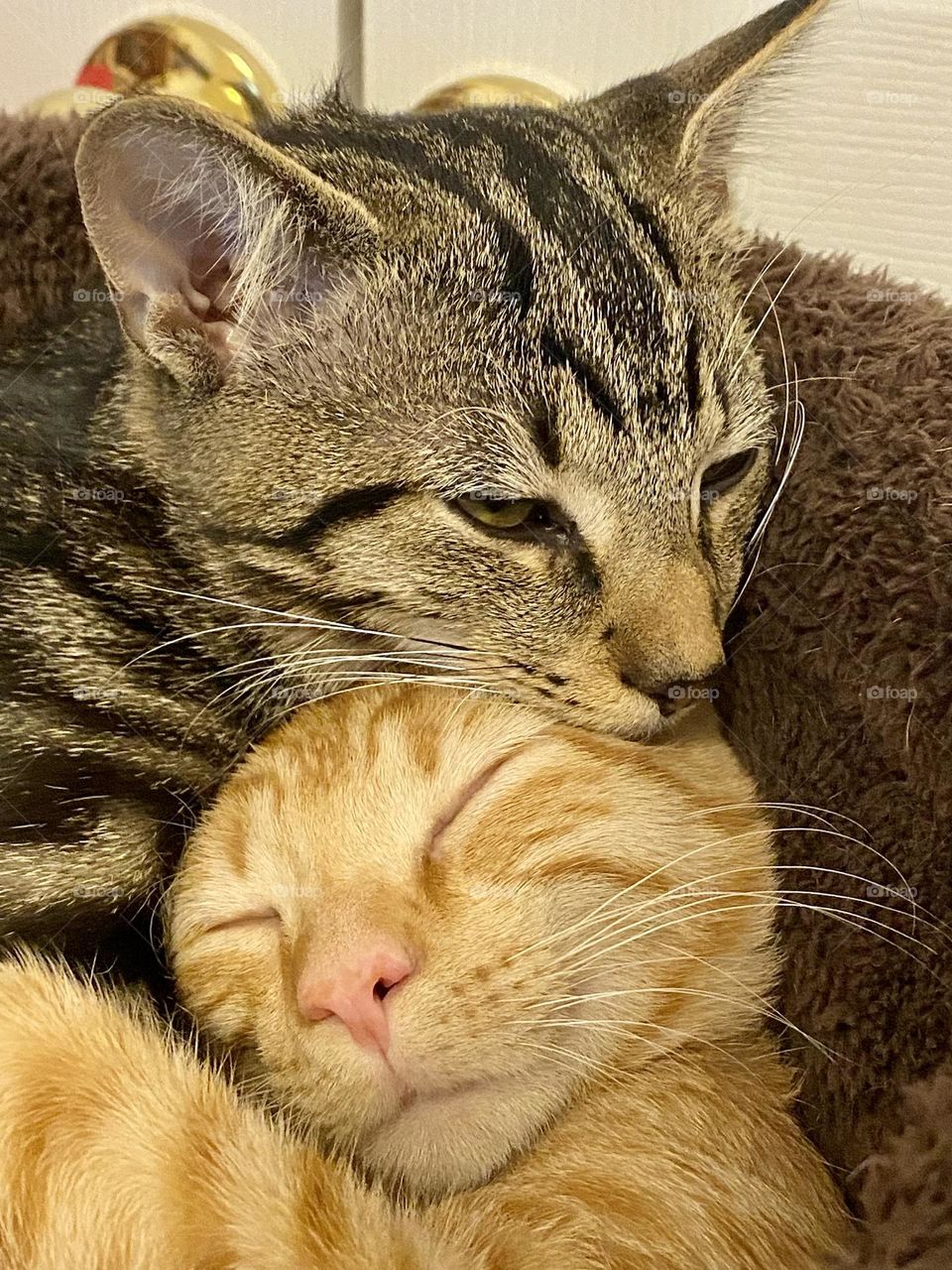 Two cats snuggles up together in a cat bed