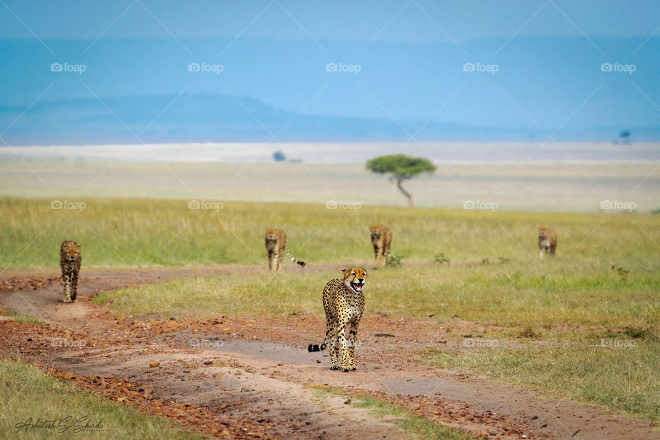Marching Cats.. Famous Cheetah brother at Masai Mara