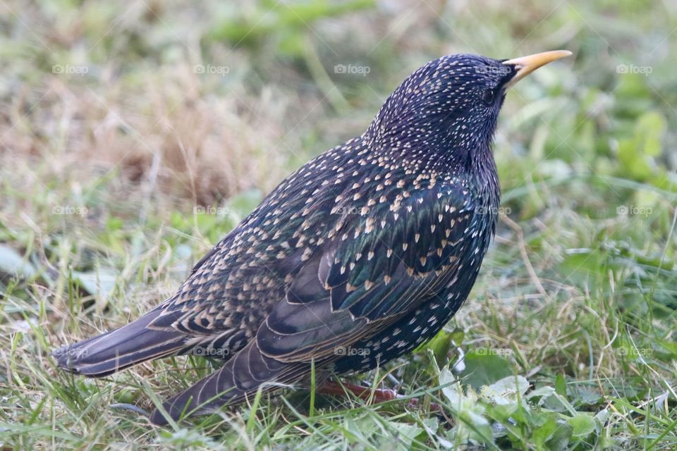 Starling 