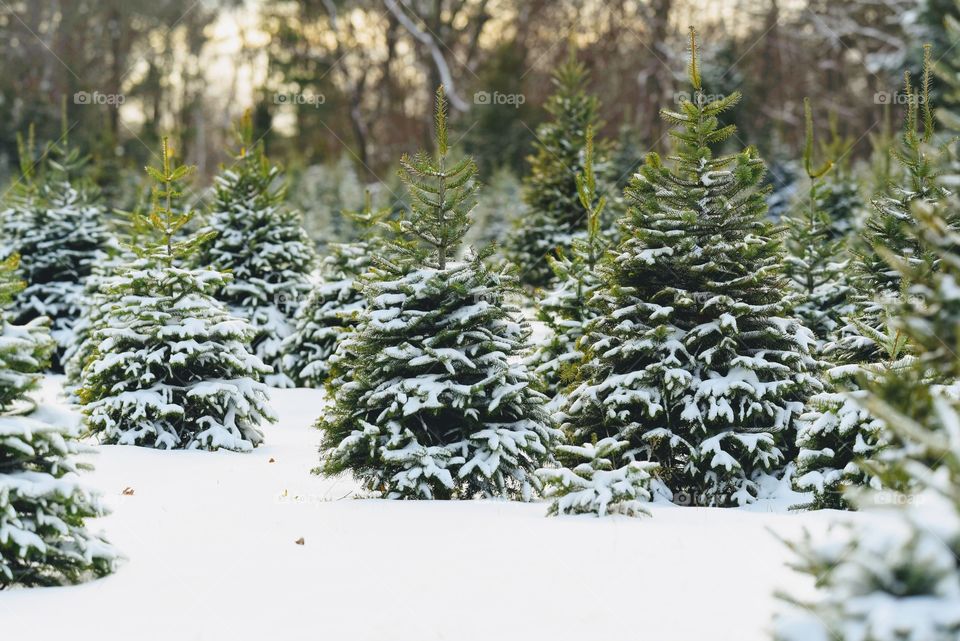 Christmas Tree Farm On A Snowy Day