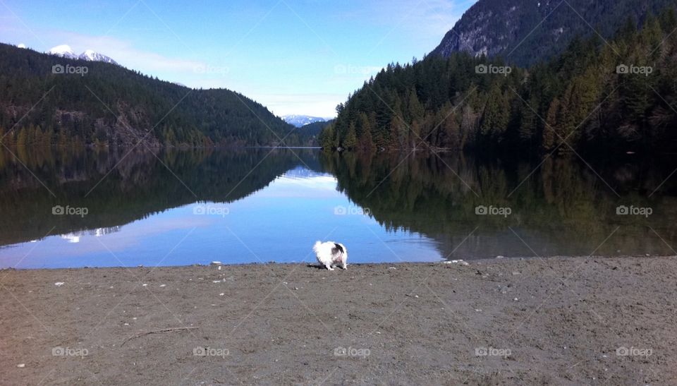 Jack Russell Dog at Lake. Jack Russell Dog at Lake