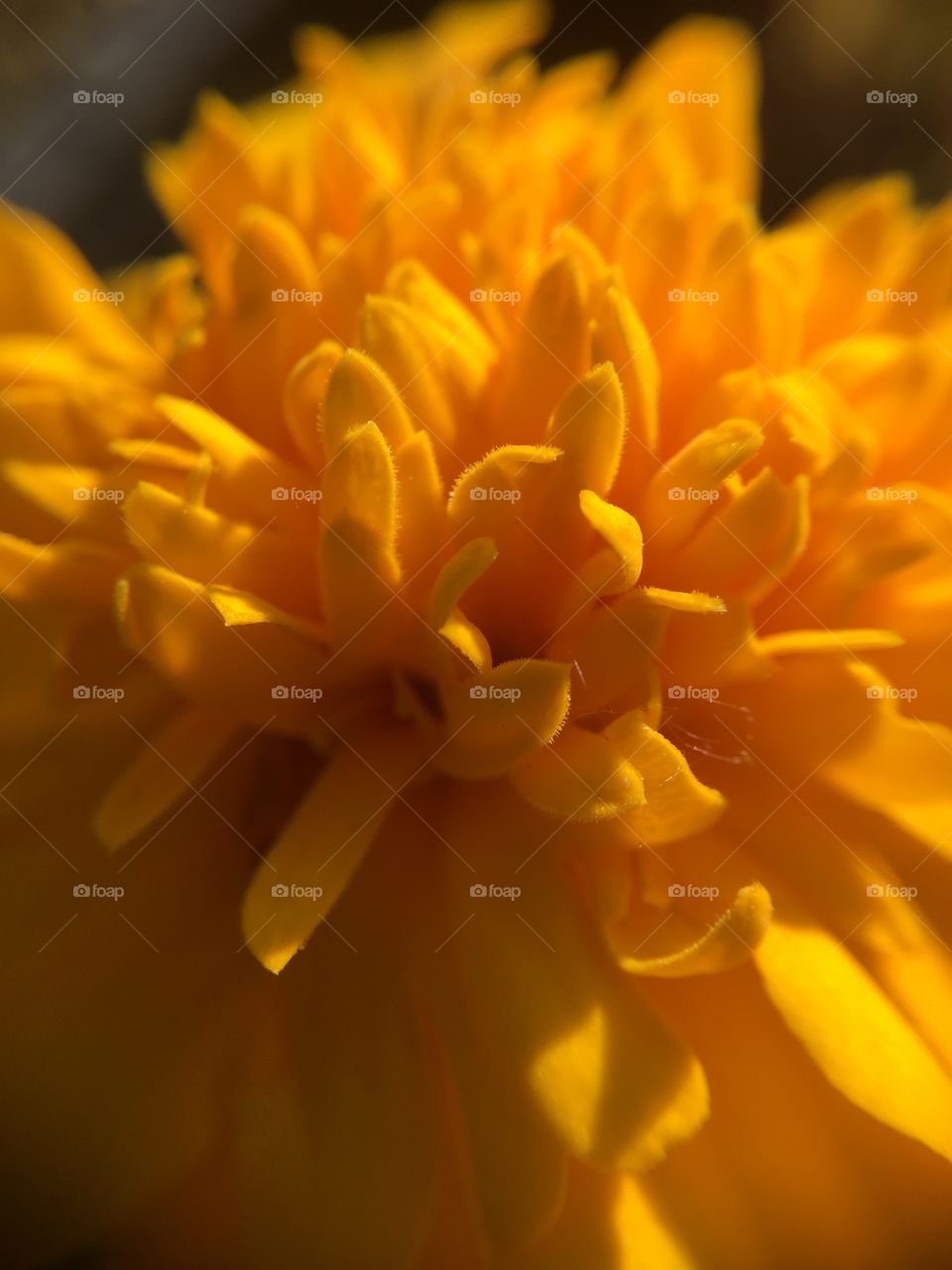 Yellow Marigold