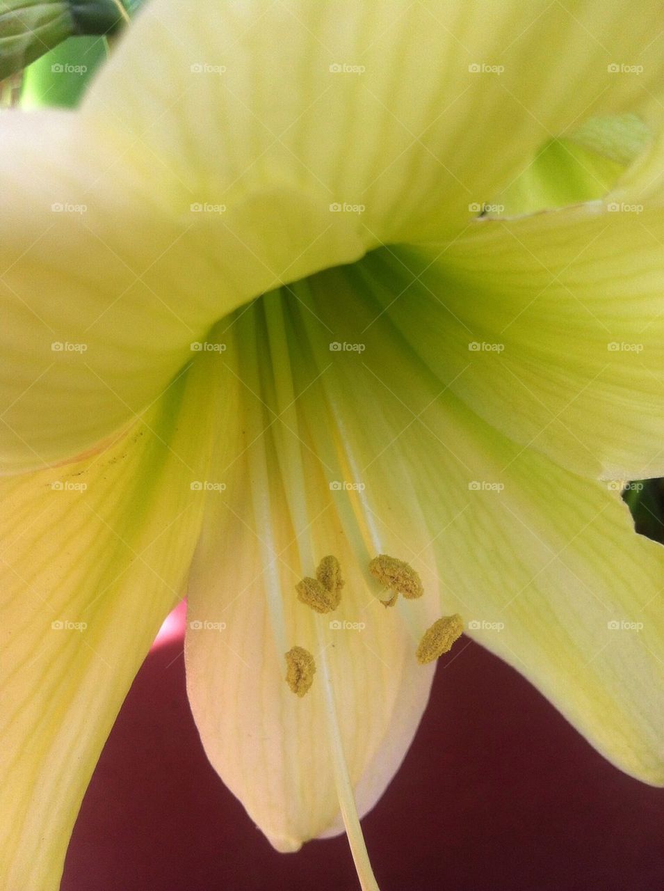 White yellow amarilla