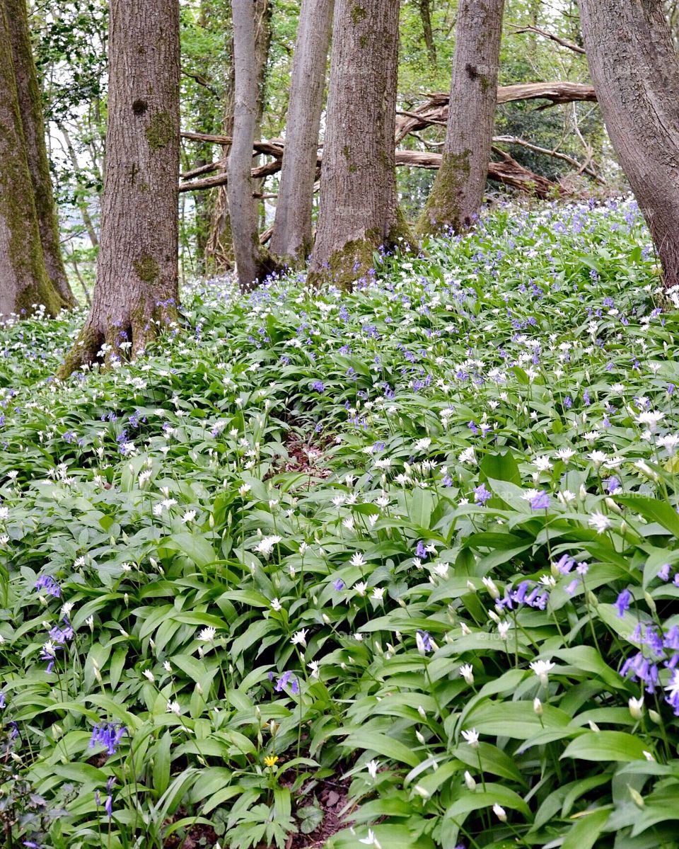 Bluebells and Wild Garlic