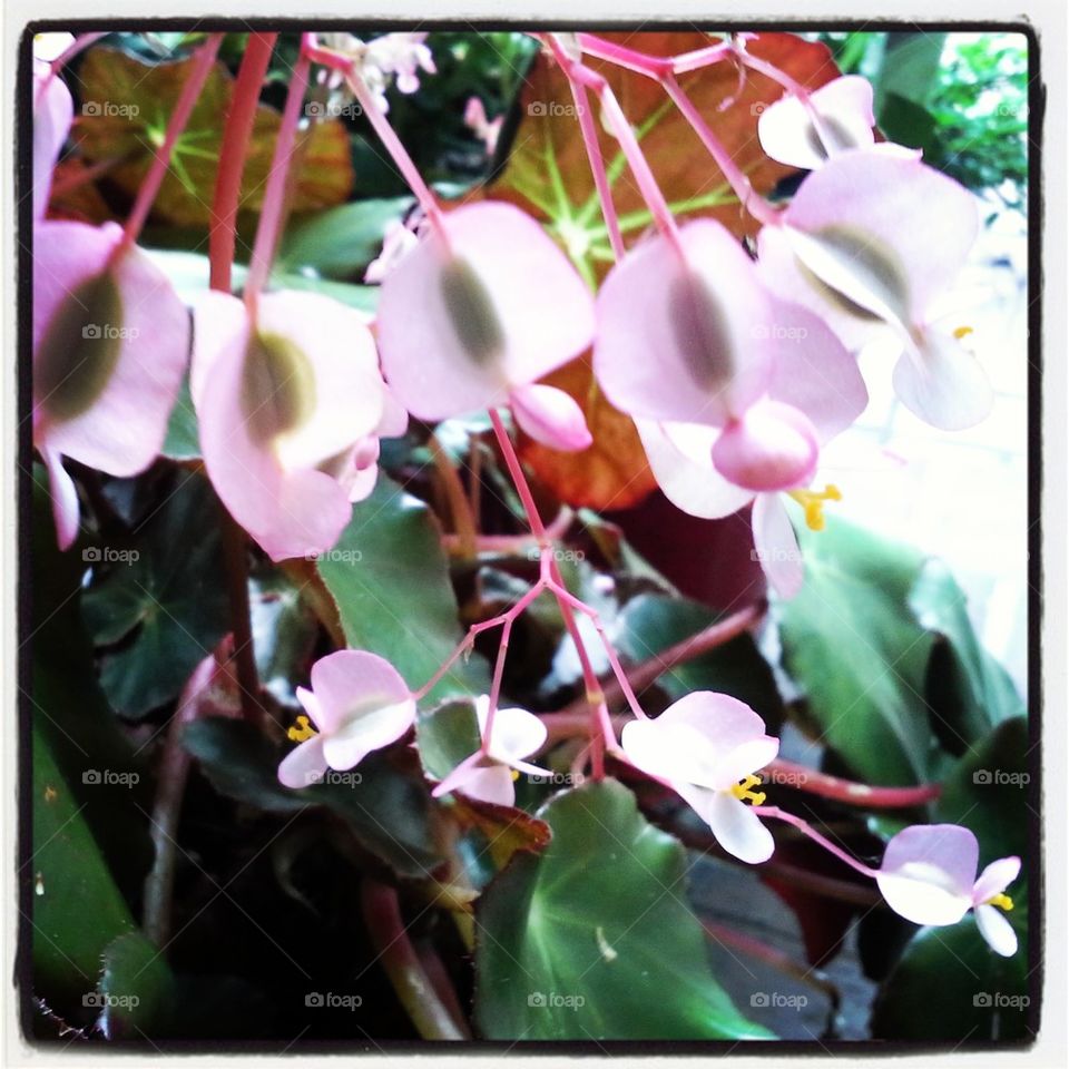 Begonia 1
