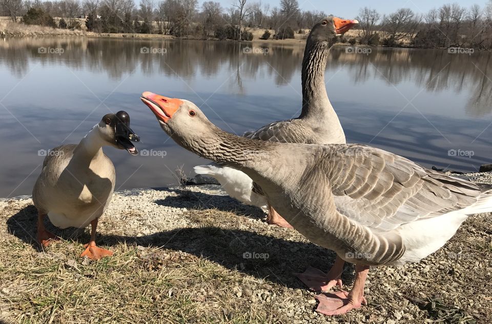 Three Geese