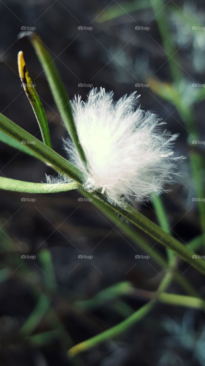 Small feather on a lavender stem