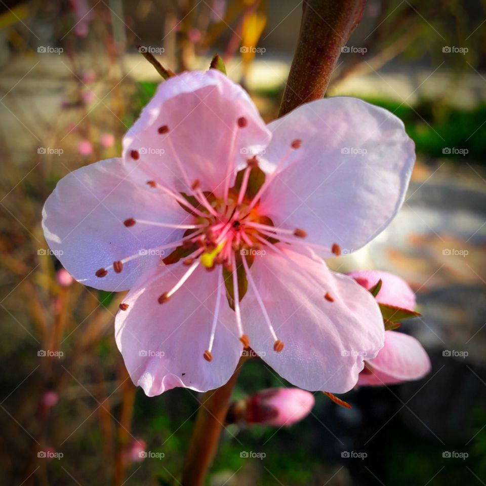 pink flower