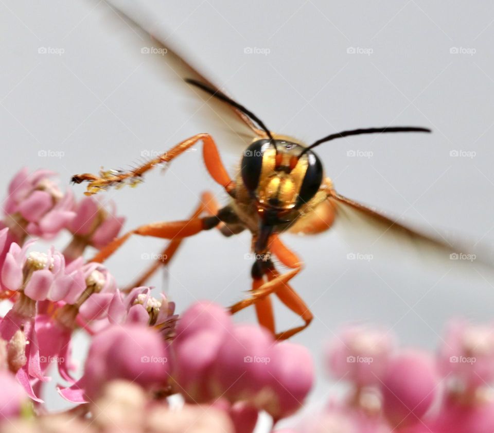 Golden digger wasp lighting on milkweed flowers 