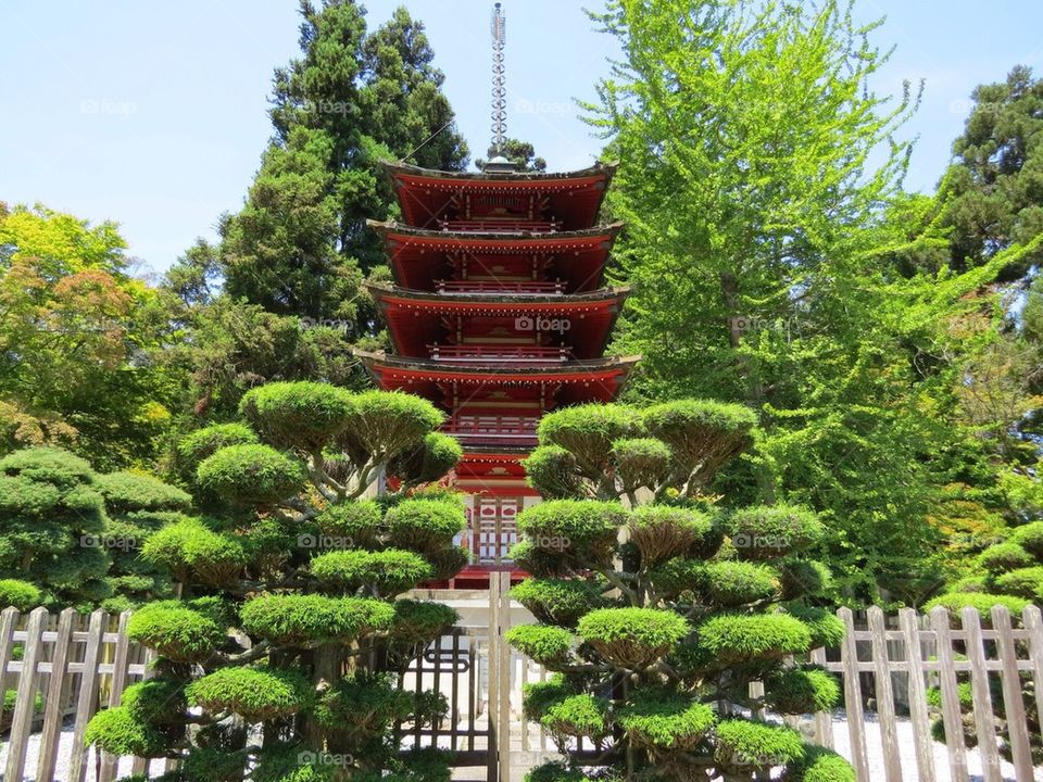 Japanese Tea Garden