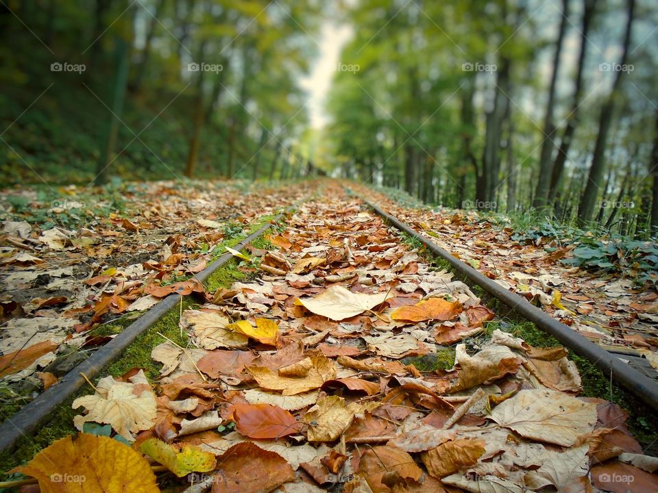 Leaves on the road