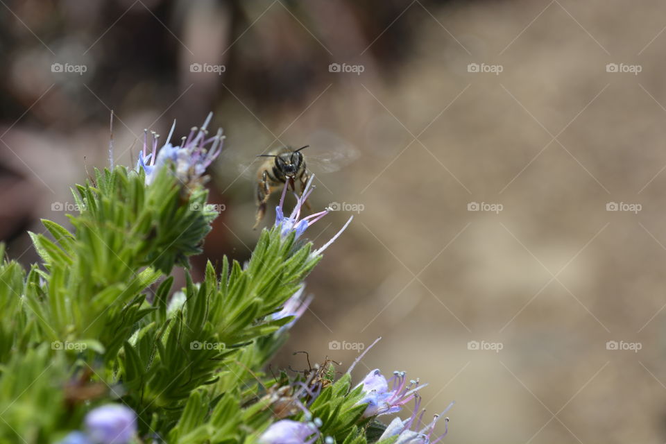 Close-up of bee on purple flower