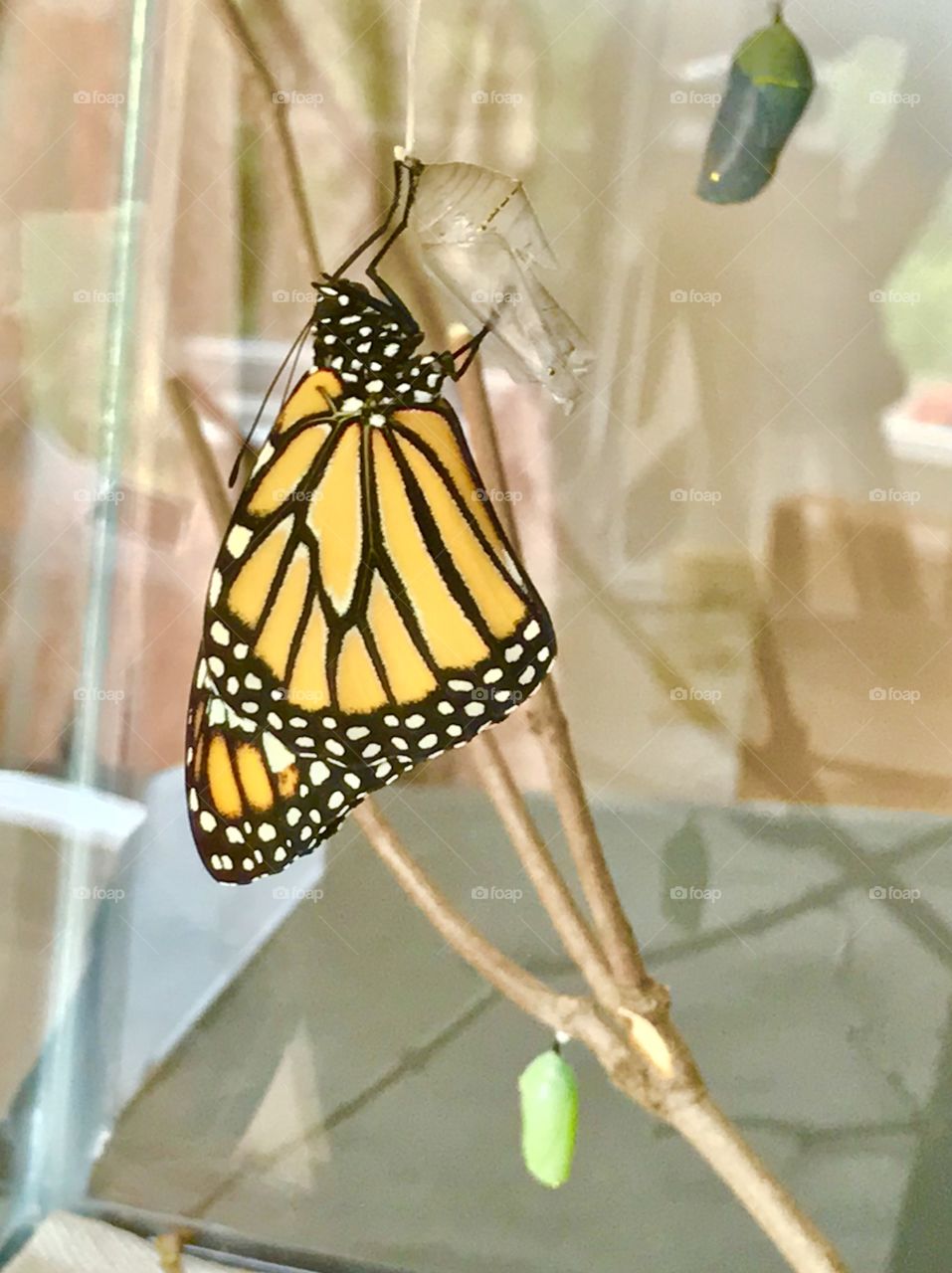 Newly emerged monarch butterfly on a branch in an aquarium with two chrysalis also visible 
