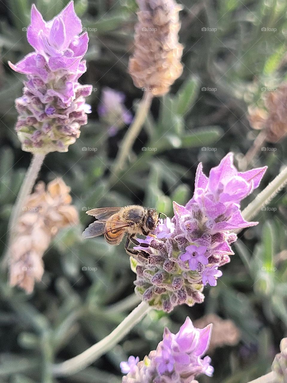 abeja en el jardín