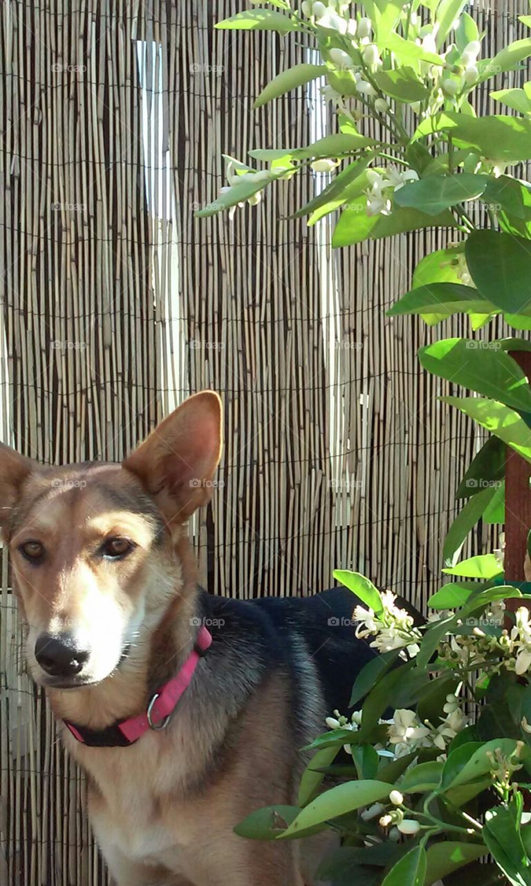 smell the orange blossom . the dog loves to smell the flowers, fresh spring orange blossom 