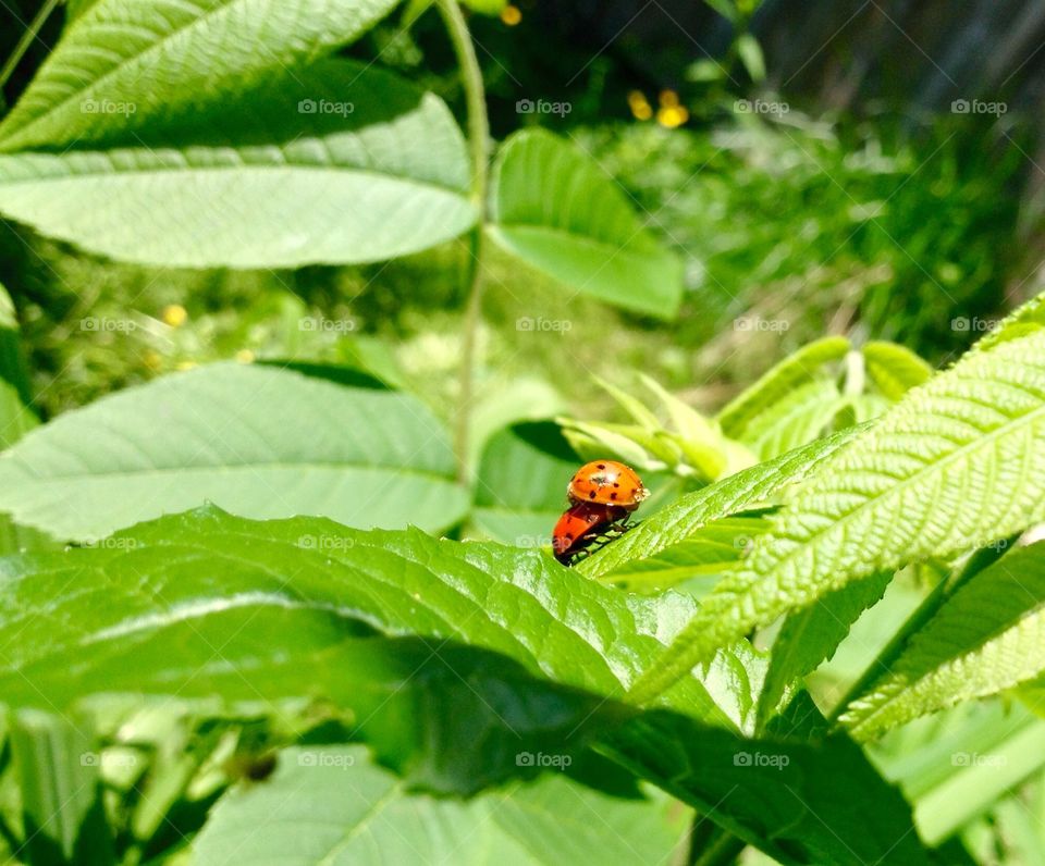 Lady bugs.... Spring fling for the lady bugs.