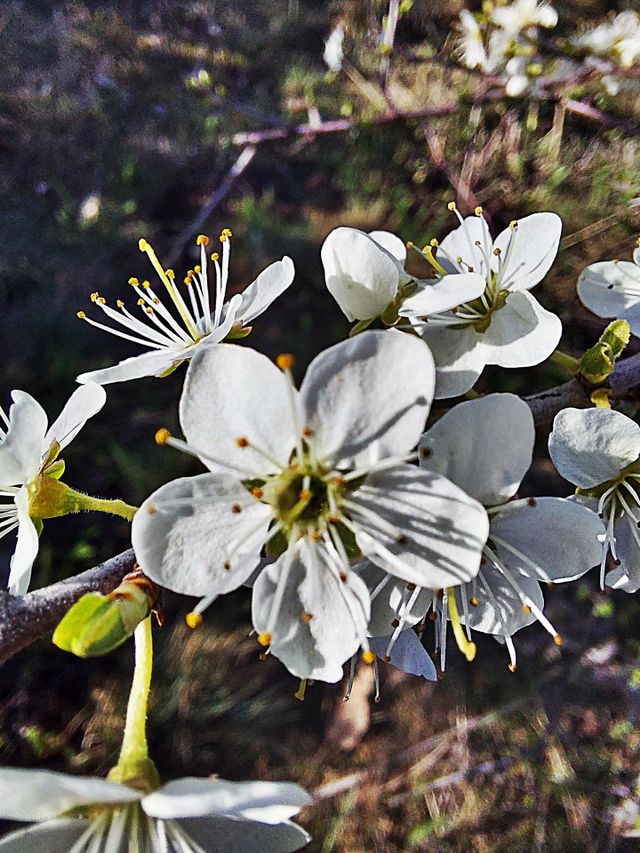 Spring