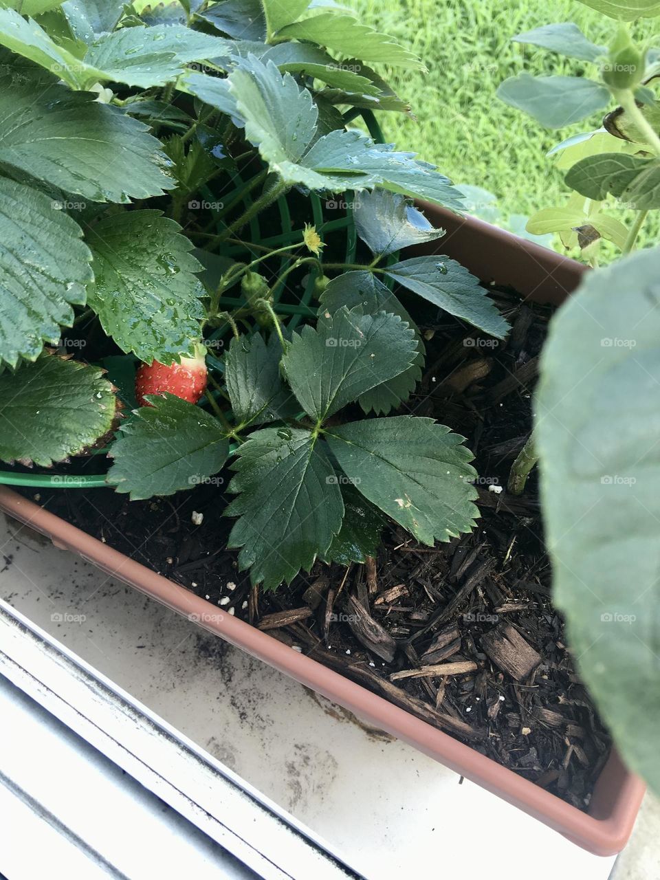 My one lone strawberry from my strawberry plant in my windowsill garden, I’m proud of myself😊