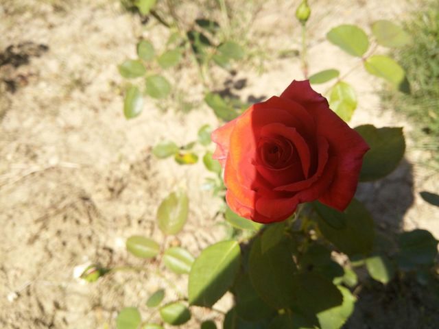 rose in shade