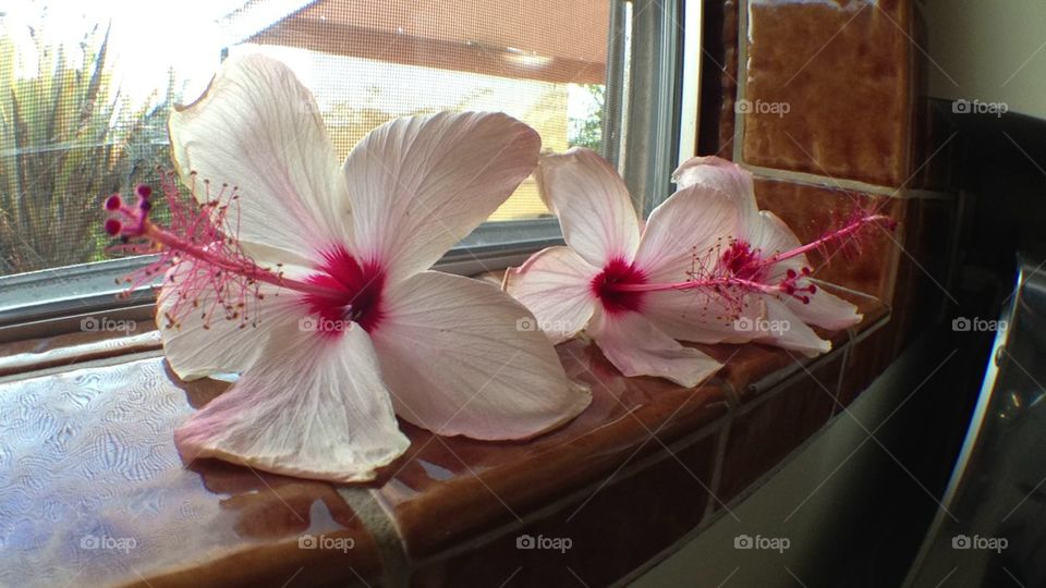 pink flower red love by itsAus