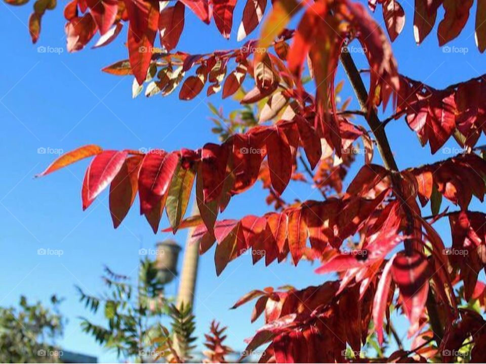 Red fall leaves with blue sky and factory