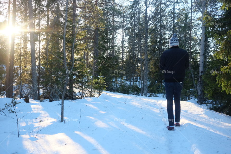 Winter, Snow, Tree, Wood, Cold