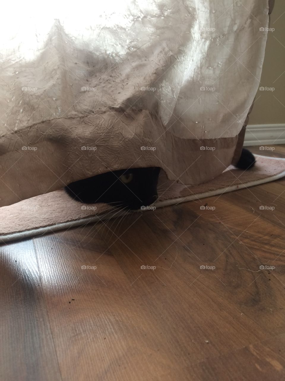 Hidden kitten