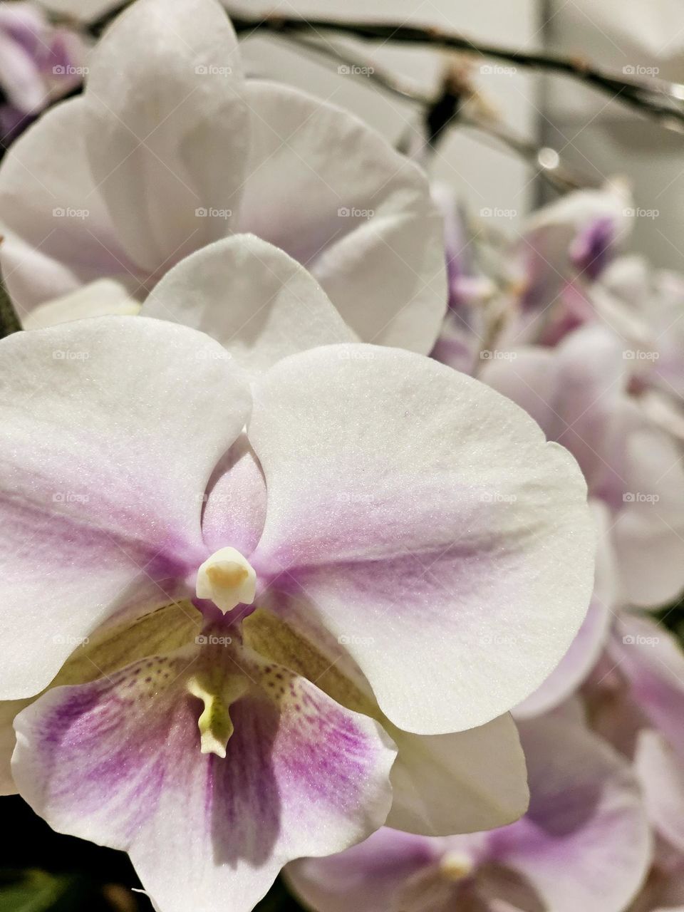 Indoor white orchids