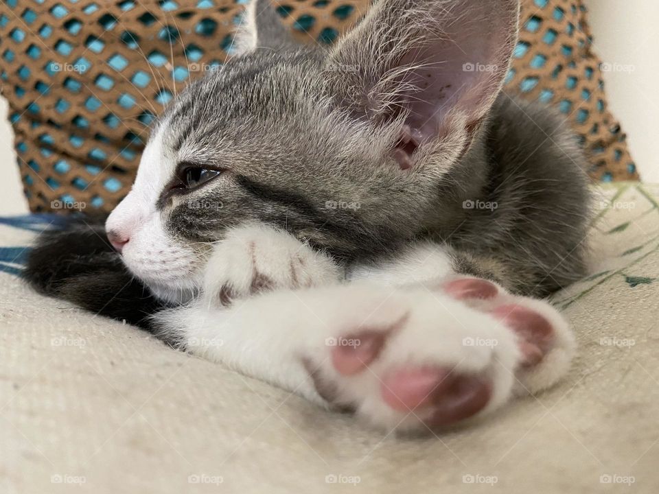 Toebeans 