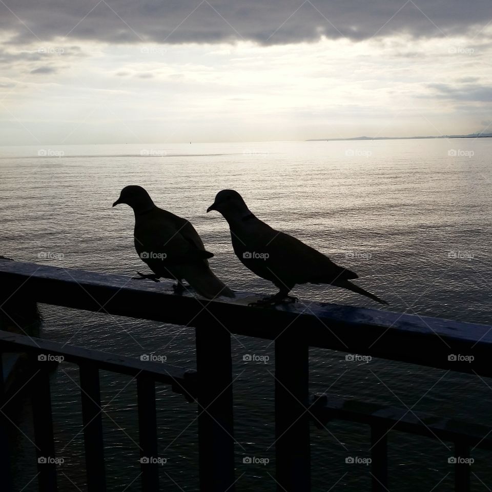 two pigeons on sunset