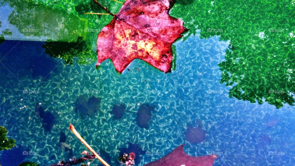 autumn rain reflections