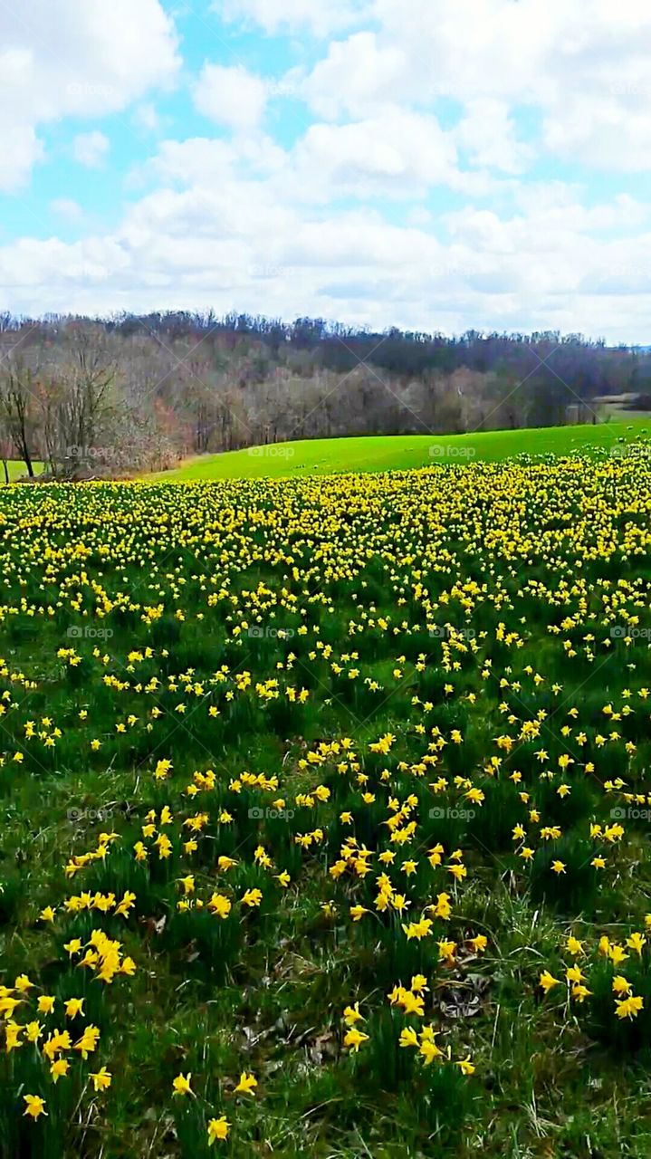 A field of daffodils.