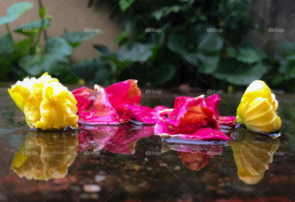 Flowers on red and yellow on ground reflecting on ground due to rain water. 