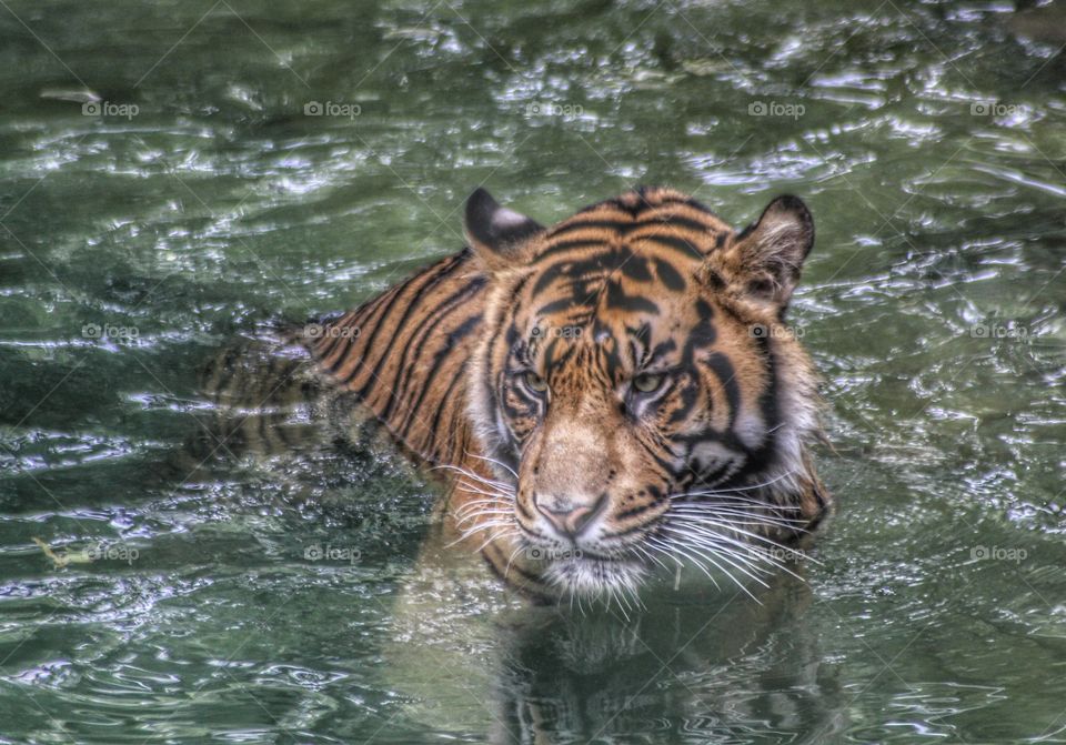 Tiger cooling off in the water