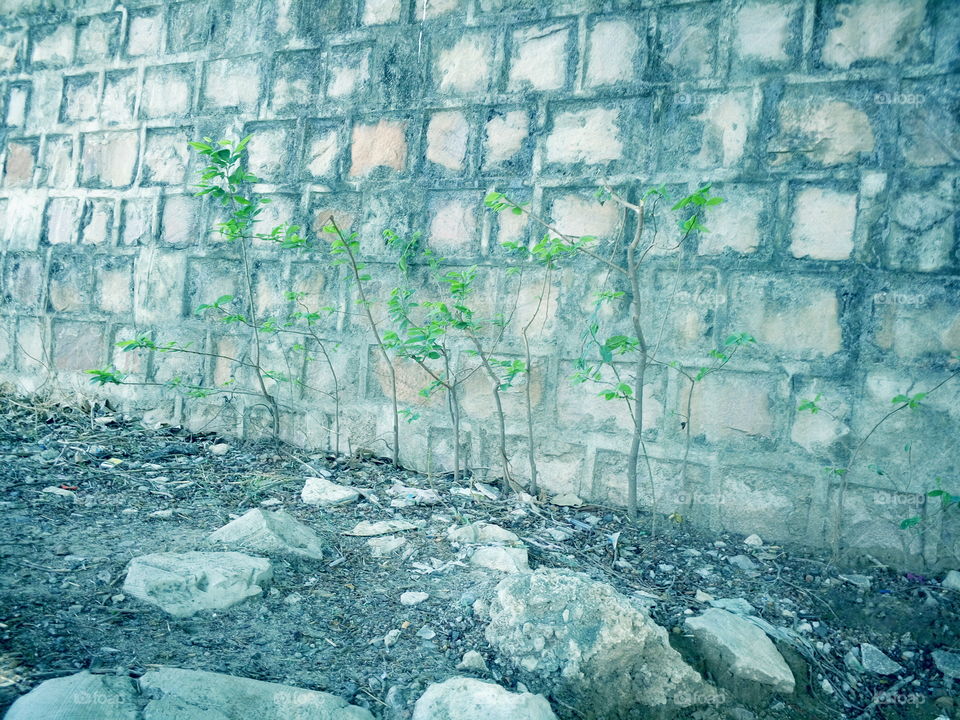 blue sky light,. natural them, leafs, tree, stone, tacture, space, blocks,