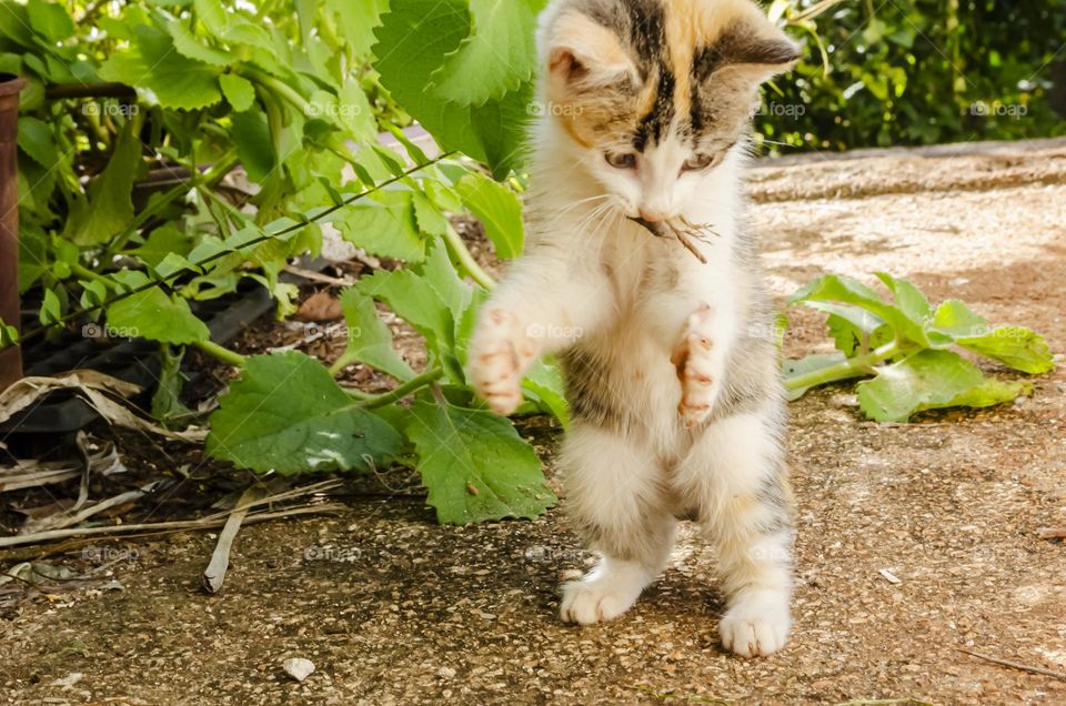 Kitten Playing With Lizard